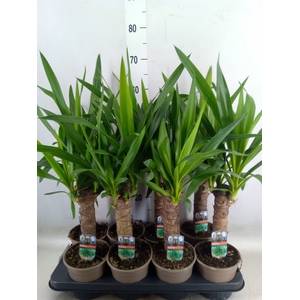 Yucca