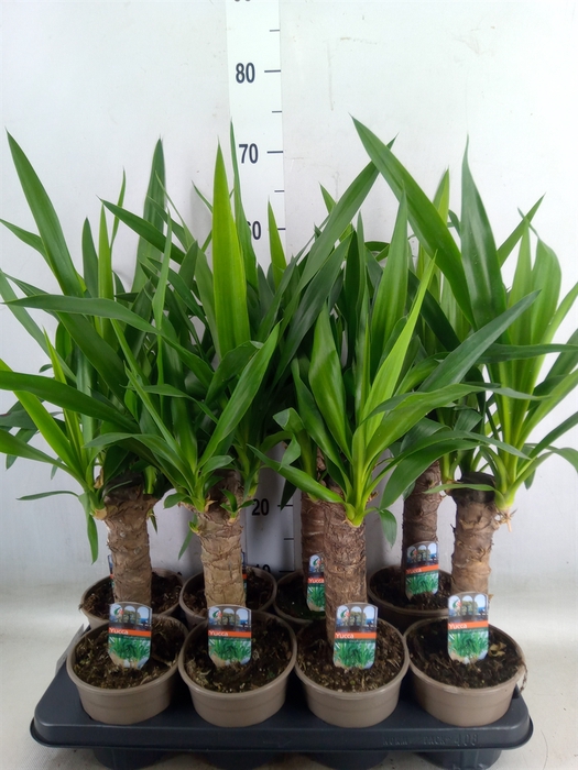 <h4>Yucca</h4>