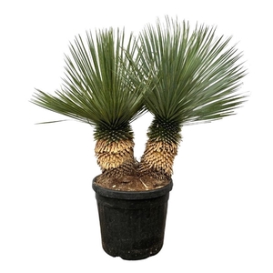 Yucca Rostrata double stam - 140cm