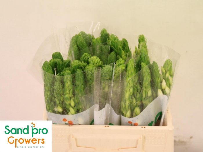 <h4>ORNIT THY MILKY WAY</h4>