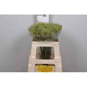Pulsatilla Vulg Zaadpluizen