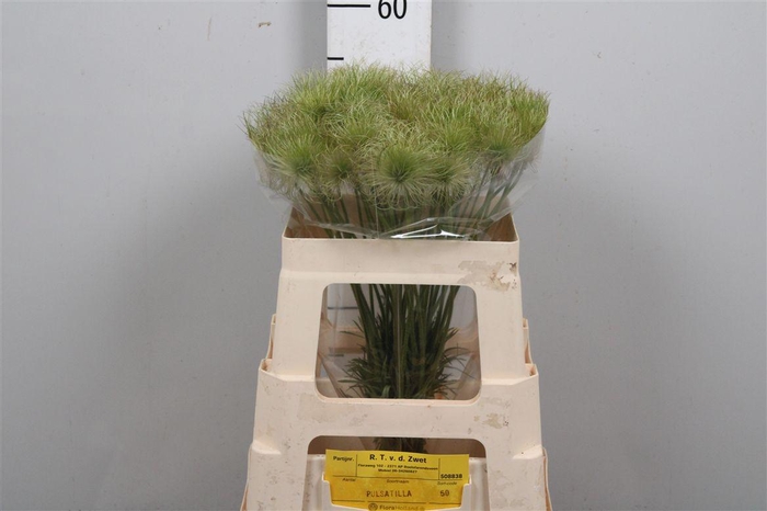 <h4>Pulsatilla Vulg Zaadpluizen</h4>