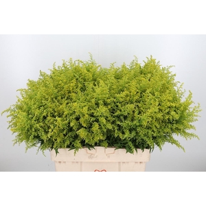 Solidago Tara