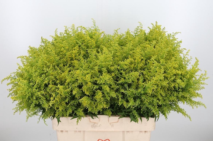 <h4>Solidago Tara</h4>