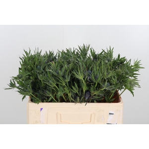 Eryngium Blue Lagoon