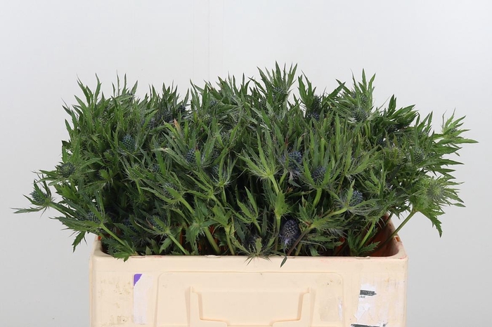 <h4>Eryngium Blue Lagoon</h4>
