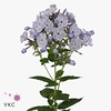 PHLOX P MISS LOLITA