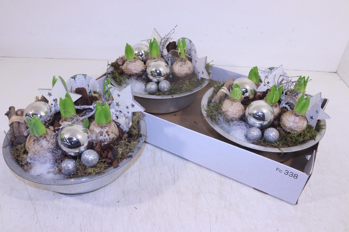 <h4>ARR HYACINTH</h4>