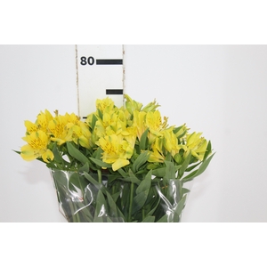 ALSTROEMERIA SUNNY LADY 070 CM