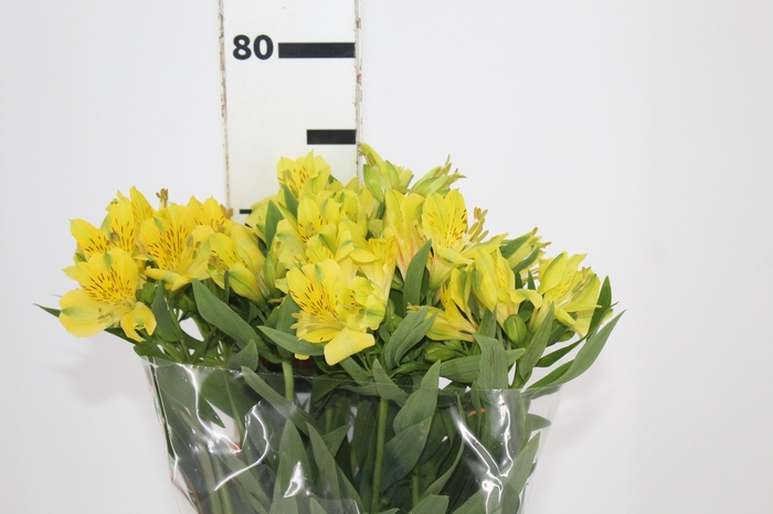 <h4>ALSTROEMERIA SUNNY LADY 070 CM</h4>