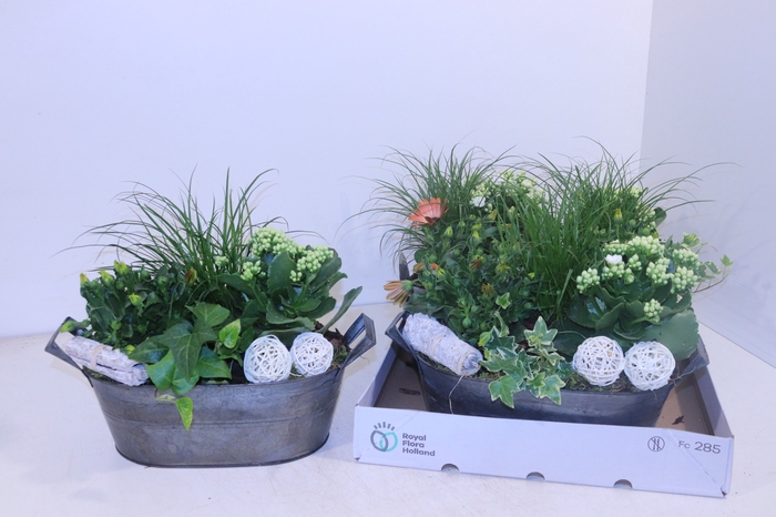<h4>ARR TUINPLANTEN</h4>