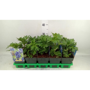 Aconitum carmichaelii