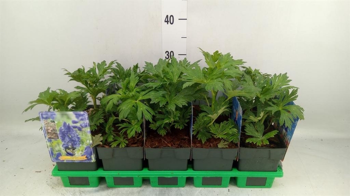 <h4>Aconitum carmichaelii</h4>