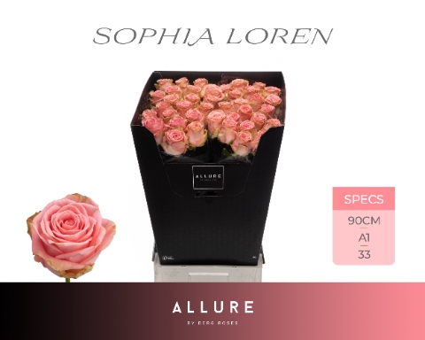 <h4>R GR SOPHIA LOREN ALLURE</h4>