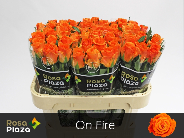 <h4>R GR ON FIRE</h4>