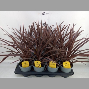 Cordyline austr. 'Red Star'