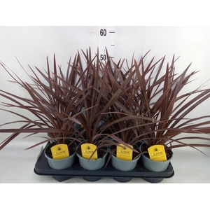 Cordyline austr. 'Red Star'