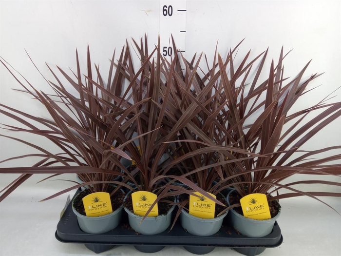 <h4>Cordyline austr. 'Red Star'</h4>