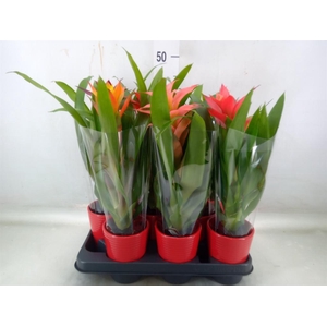 Bromelia   ...mix