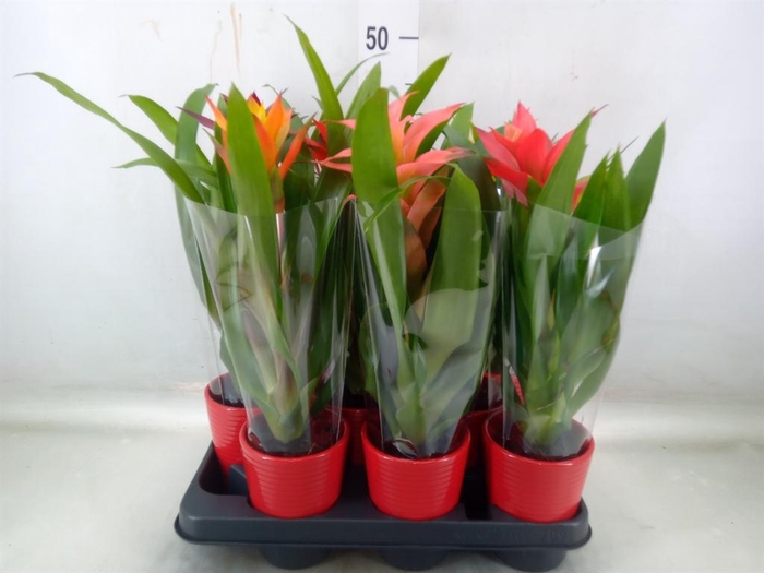 <h4>Bromelia   ...mix</h4>