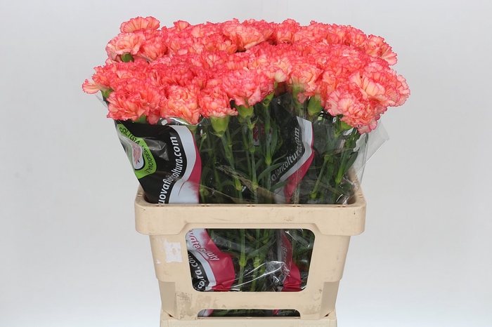 Dianthus St Goopy Geer