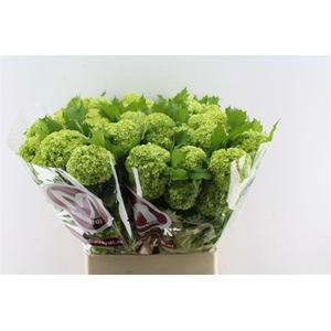 Viburnum Roseum 90cm 3 Bal