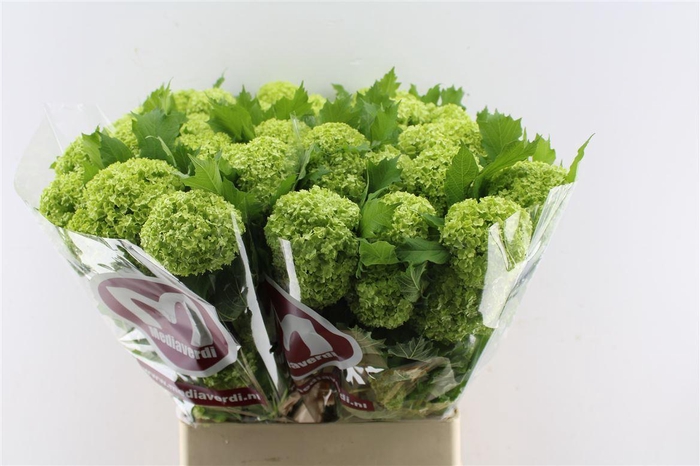 <h4>Viburnum Roseum 90cm 3 Bal</h4>