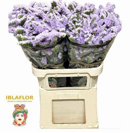 Lim S Tessa Lavender