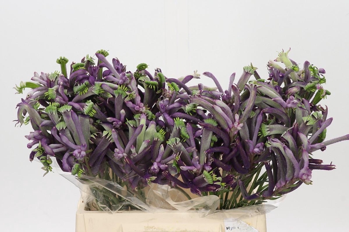 <h4>Anigozanthos Celebrations Carnivale</h4>