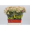 Blushing Bride Ayoba Satin Star
