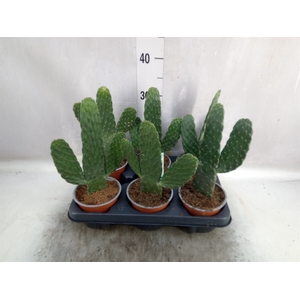 Opuntia