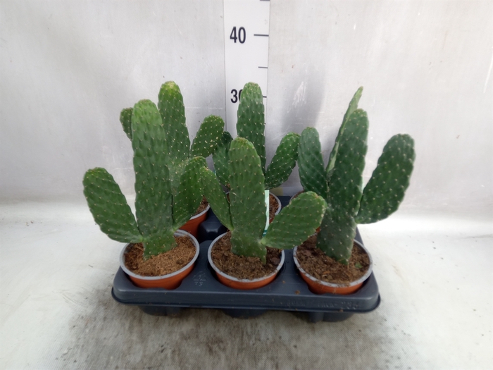 Opuntia