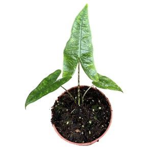 Alocasia Polly