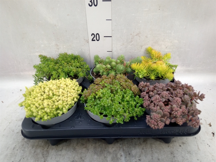 <h4>Sedum   ...</h4>