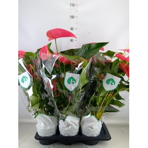 Anthurium andr. 'Maine'