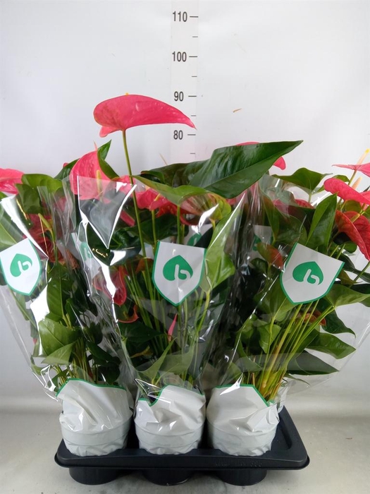 <h4>Anthurium andr. 'Maine'</h4>