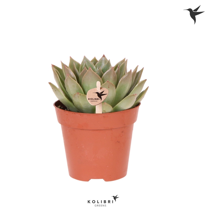 <h4>Kolibri Greens Succulenten Echeveria Miranda</h4>