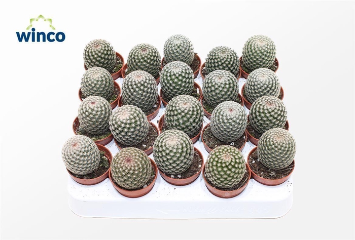 <h4>Mammillaria Matudae</h4>