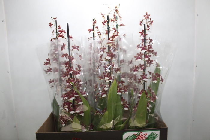 <h4>ONCIDIUM AKA BABY RASPBERRY CHOCOLATE P14 MIN 1 HT</h4>