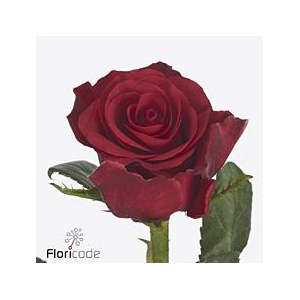 Rosa large red tacazzi