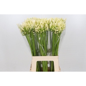 Agapanthus Gletsjer