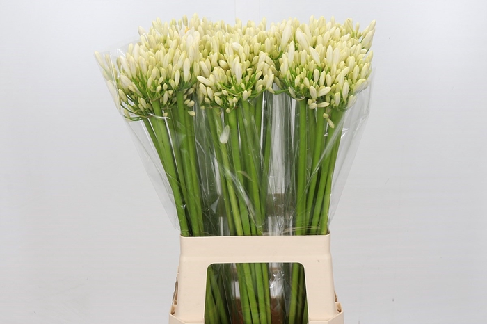 <h4>Agapanthus Gletsjer</h4>