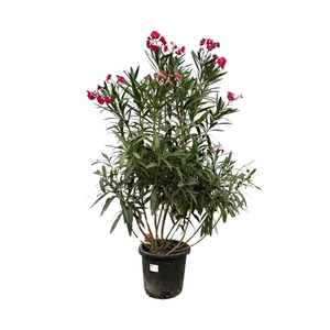 Nerium Oleander Red - 180cm