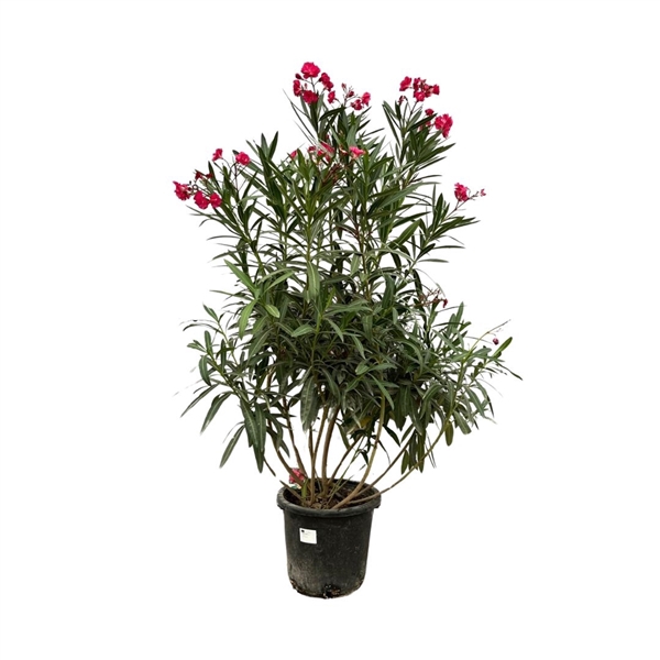 <h4>Nerium Oleander Red - 180cm</h4>