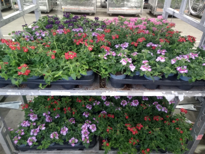 <h4>Verbena   ...</h4>