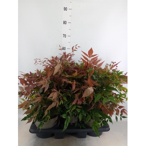 Nandina domestica 'Obsessed'