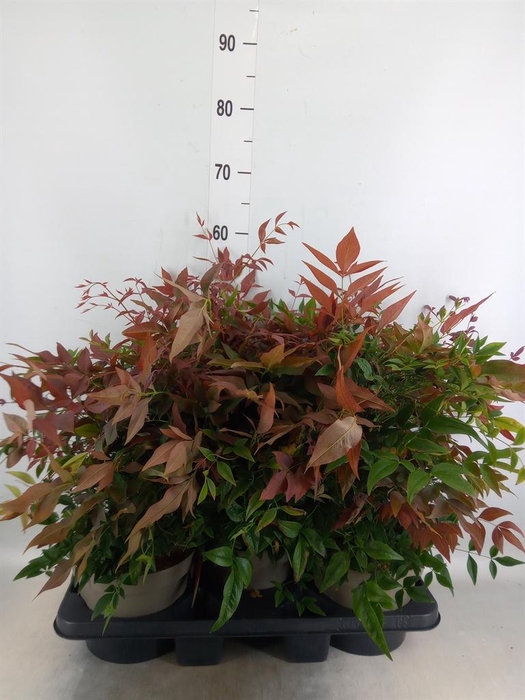 <h4>Nandina domestica 'Obsessed'</h4>