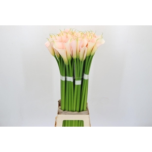 Zantedeschia Eydolls Salmon