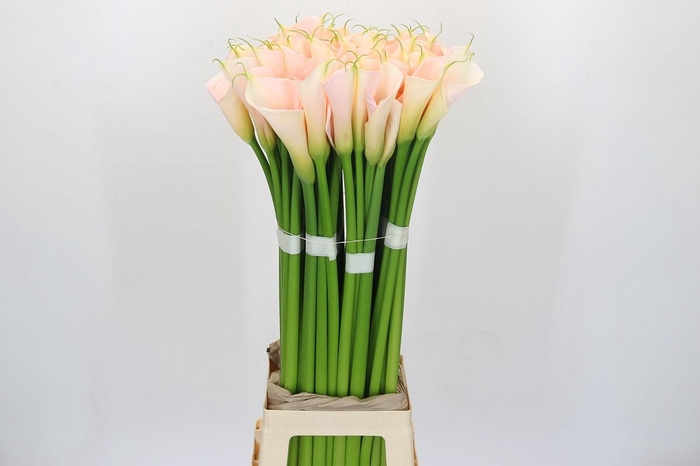 <h4>Zantedeschia Eydolls Salmon</h4>