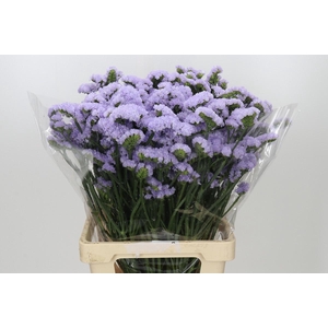 Limonium sinuatum Donau Birds